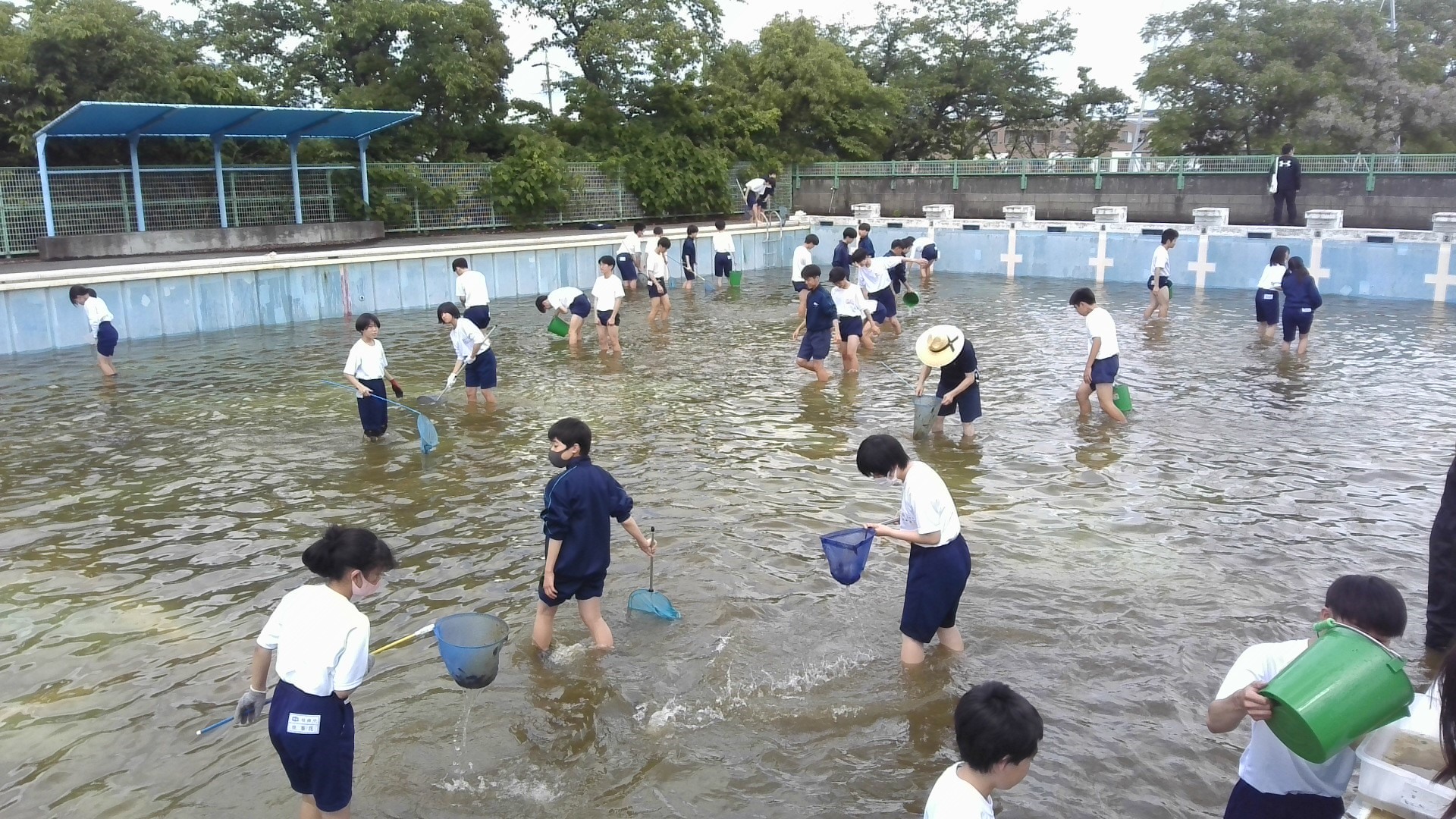 ヤゴすくい